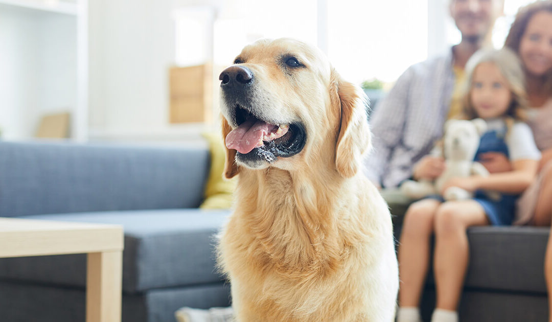 How To Be Pet-Friendly And Profitable In Your Multi-Family Apartments