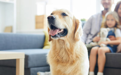 How To Be Pet-Friendly And Profitable In Your Multi-Family Apartments