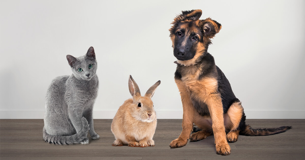 A cat, rabbit, and dog sitting on Urban Surfaces' pet-friendly flooring