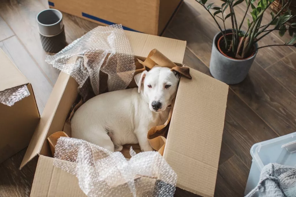 Puppy laying in a box being unpacked in an apartment