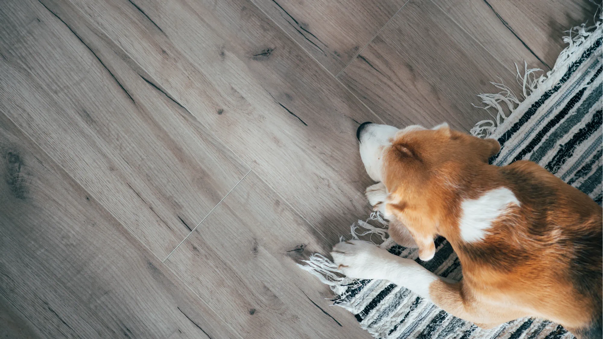 Large dog laying down on the floor.