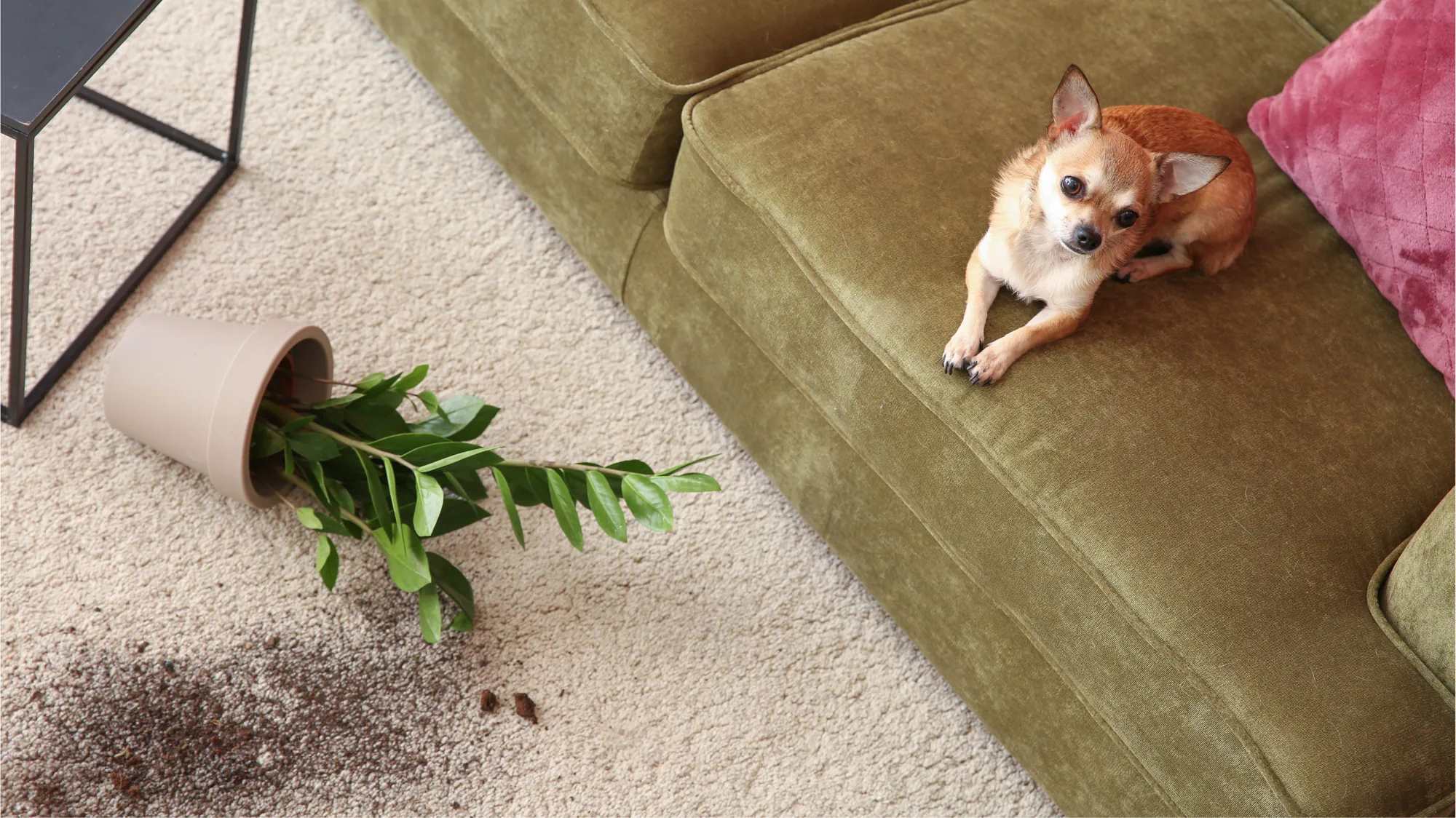 Dog sitting on a couch after knocking a plant and dirt onto the carpet.